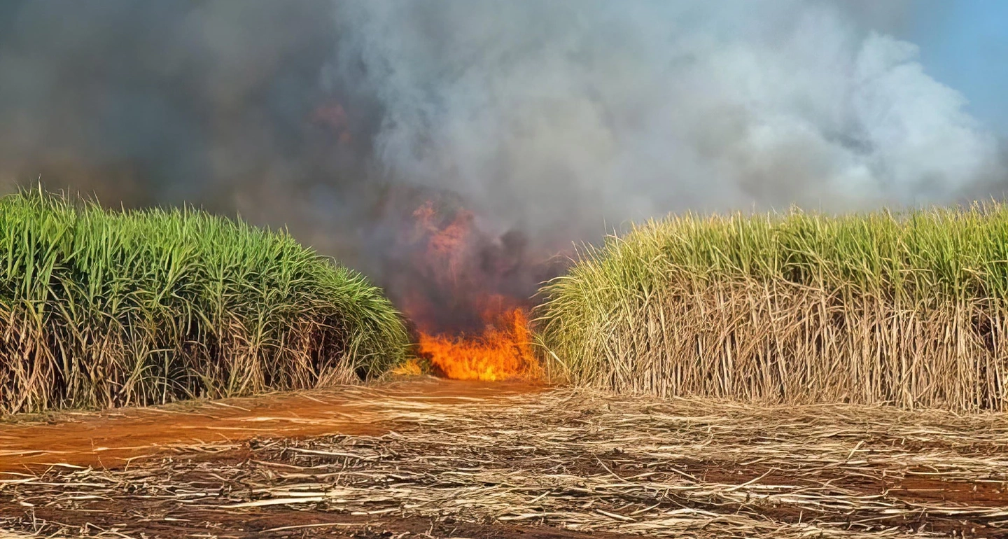 บทเรียนธุรกิจโรงงานน้ำตาล รับซื้อ 'อ้อยไฟไหม้' สะเทือนโมเดลธุรกิจเพื่อความยั่งยืน