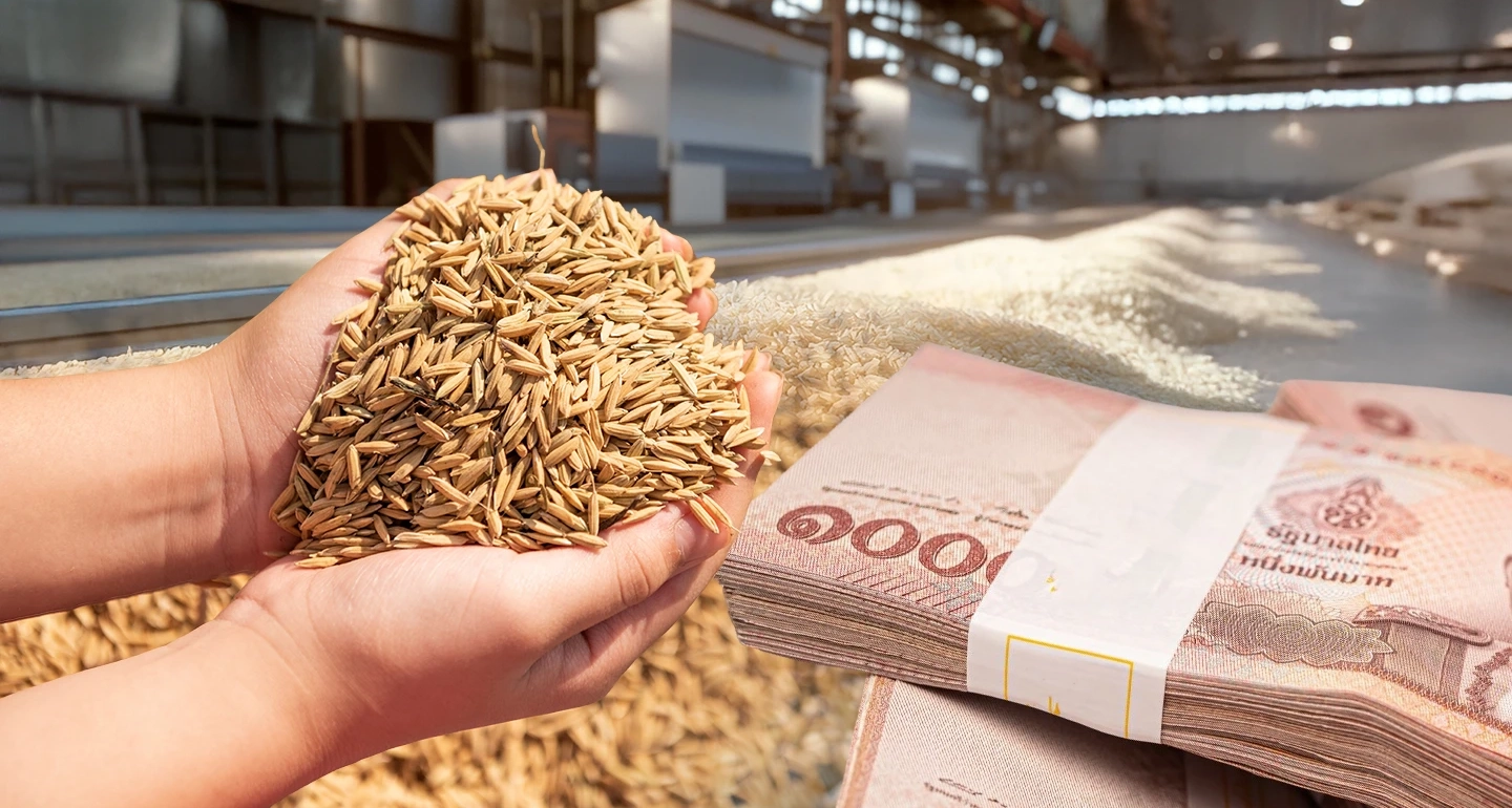 “จำนำข้าว”จากนโยบายประชานิยม สู่ความรับผิดชอบทางการเมือง “ยิ่งลักษณ์”  1 หมื่นล้าน