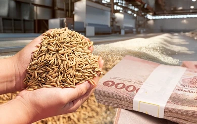 “จำนำข้าว”จากนโยบายประชานิยม สู่ความรับผิดชอบทางการเมือง “ยิ่งลักษณ์”  1 หมื่นล้าน